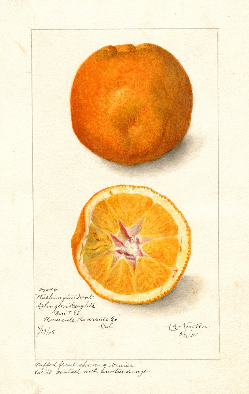 Washington Navel Orangen (Citrus sinensis) von Amanda Almira Newton
