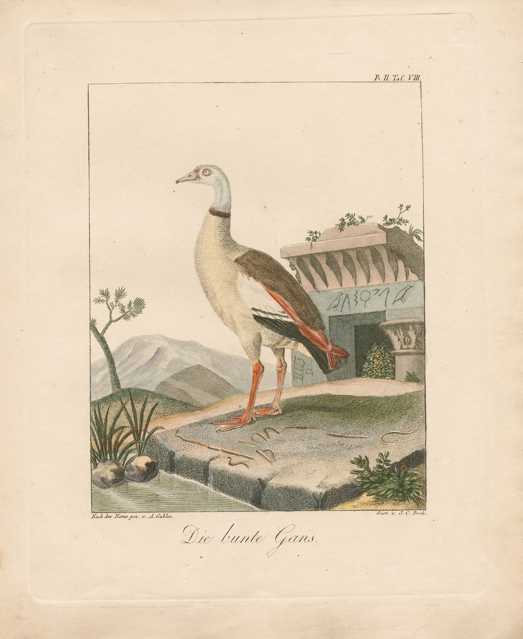 Nilgans von Ambrosius Gabler