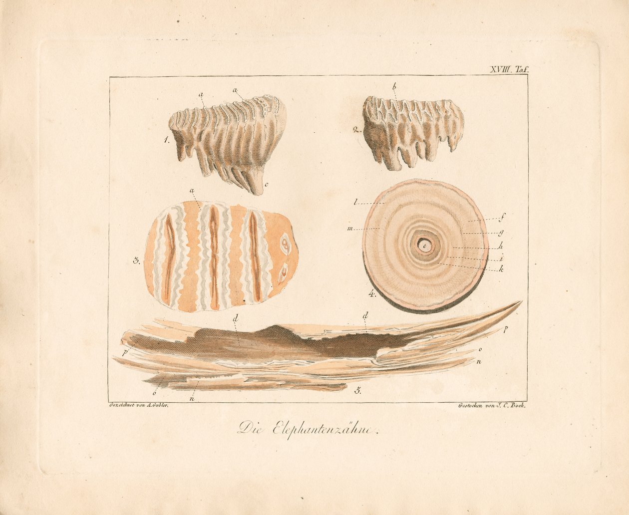 Elefantenstoßzähne (kolorierte Kupferstichgravur) von Ambrosius Gabler