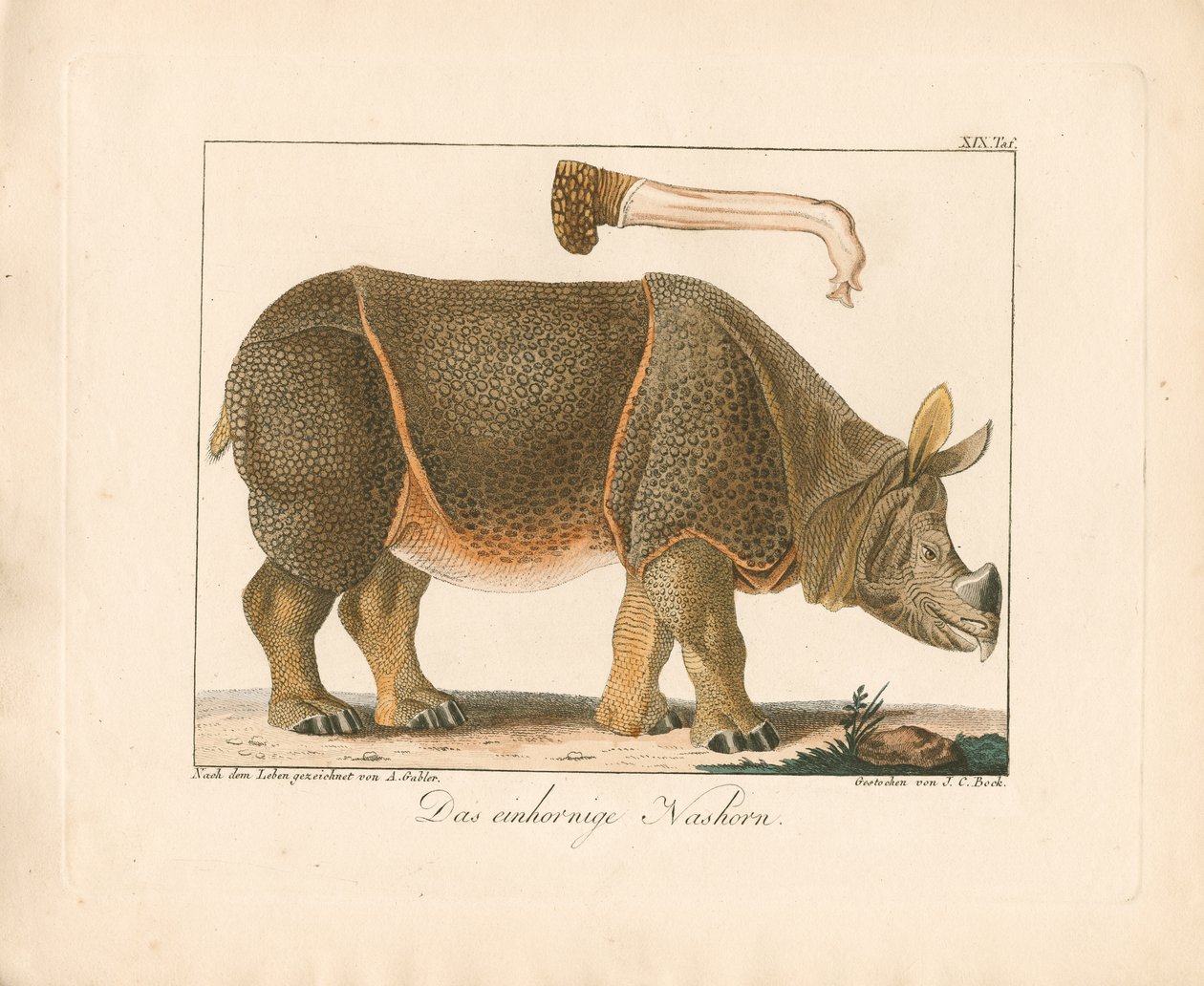 Indisches Nashorn von Ambrosius Gabler