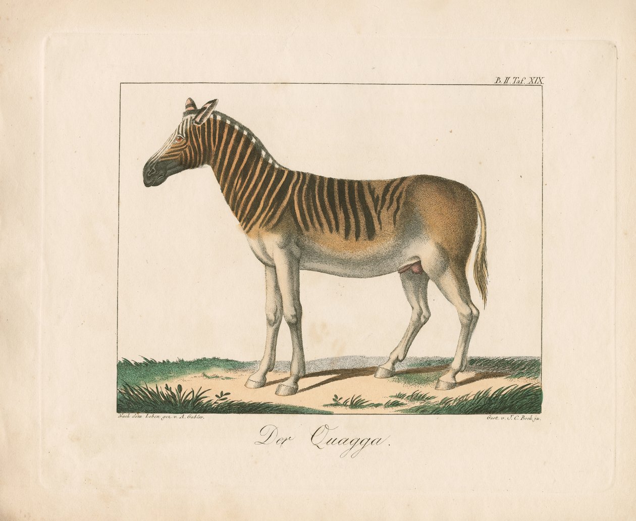 Das Quagga von Ambrosius Gabler
