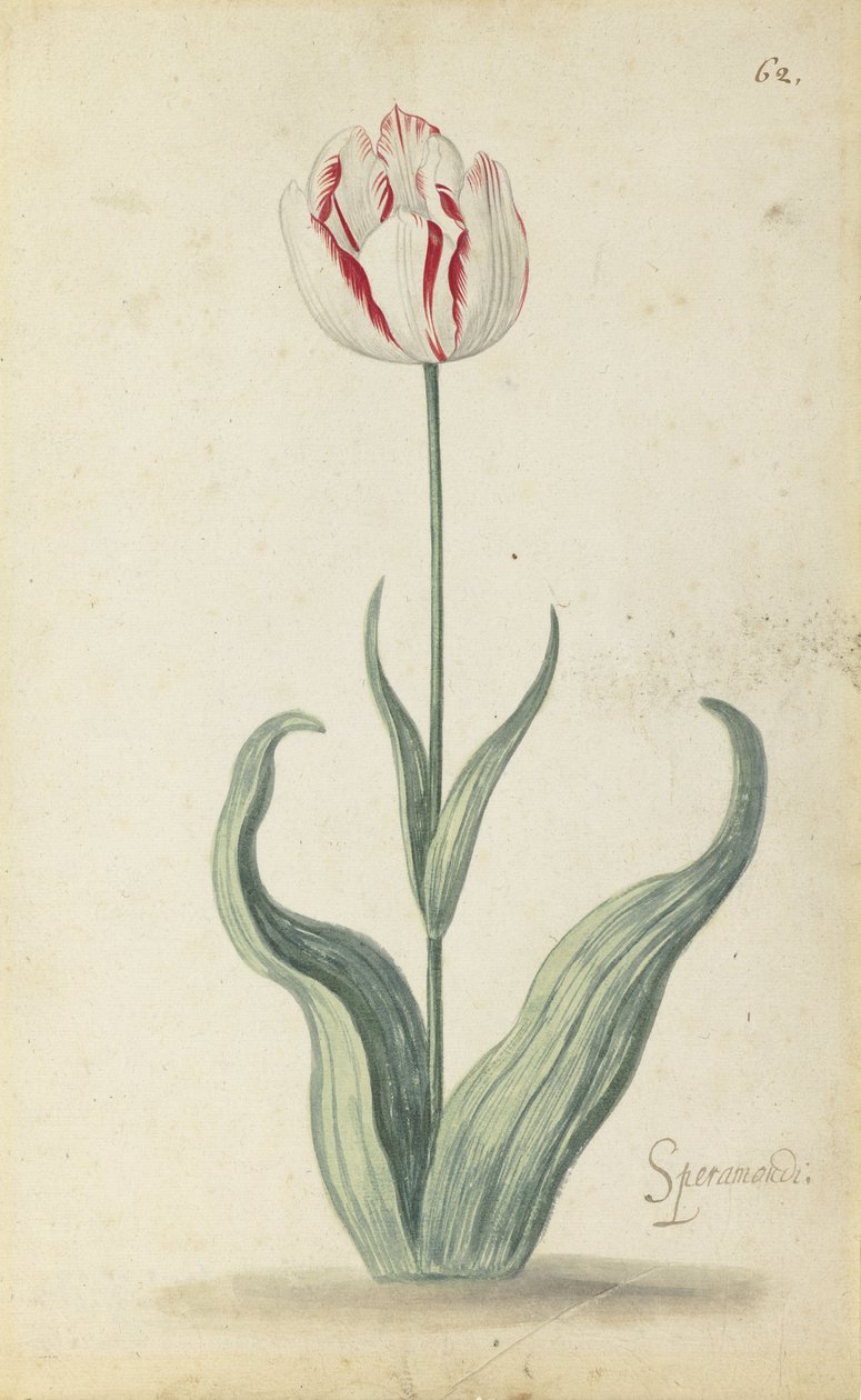 "Speramondi"-Tulpe, aus einem Blumenalbum von Ambrosius the Younger Bosschaert