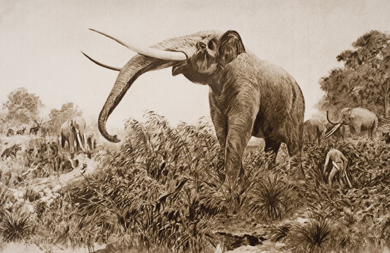 Der Chatham-Elefant, Illustration aus 