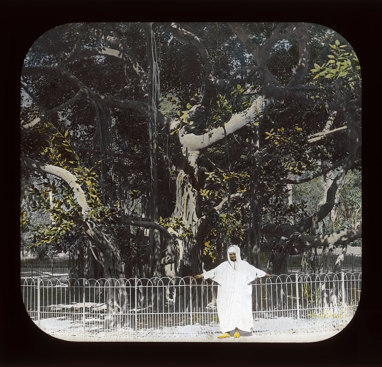 Ägypten - Banyanbaum, Esbekiyeh-Platz, Kairo von American Photographer