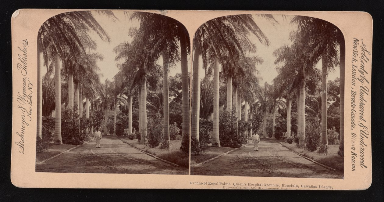Allee der Königspalmen, Queen