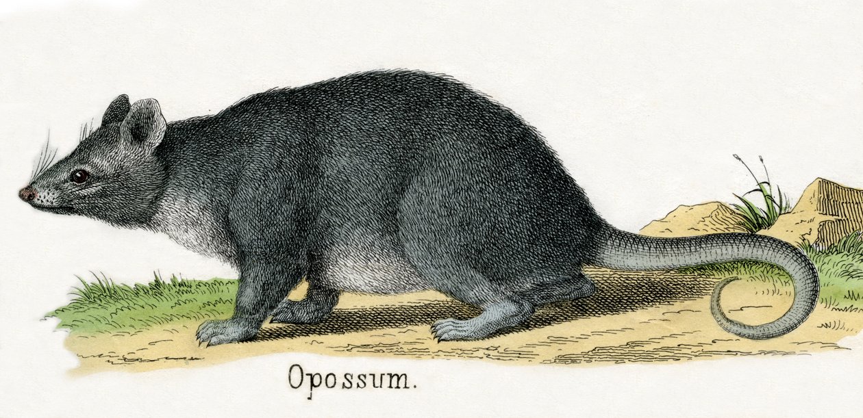 Opossum, aus Die Naturgeschichte der Tiere von American School