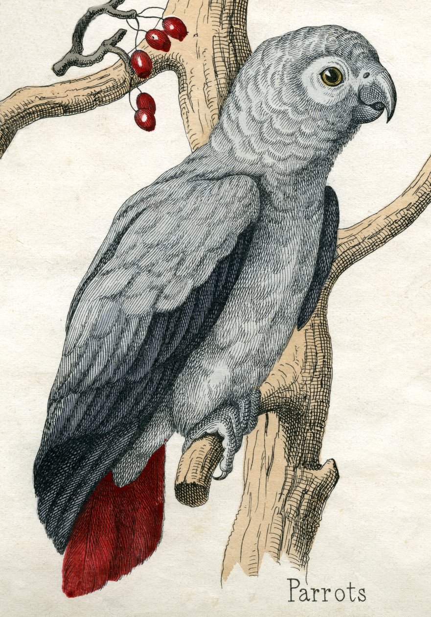 Papagei, aus Die Naturgeschichte der Tiere von American School