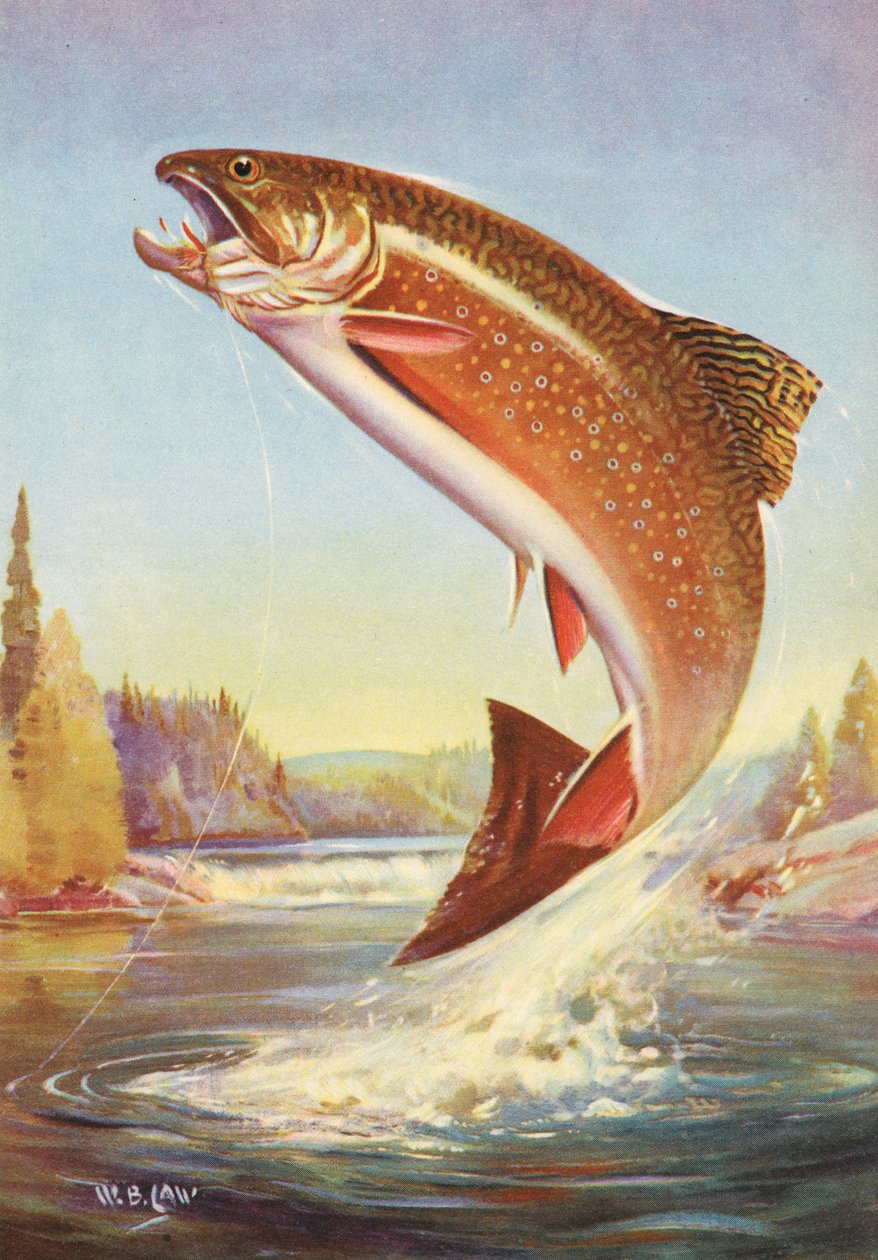 Springender Fisch Zeichnung 17.000+ Fotos, Bilder Und Lizenzfreie