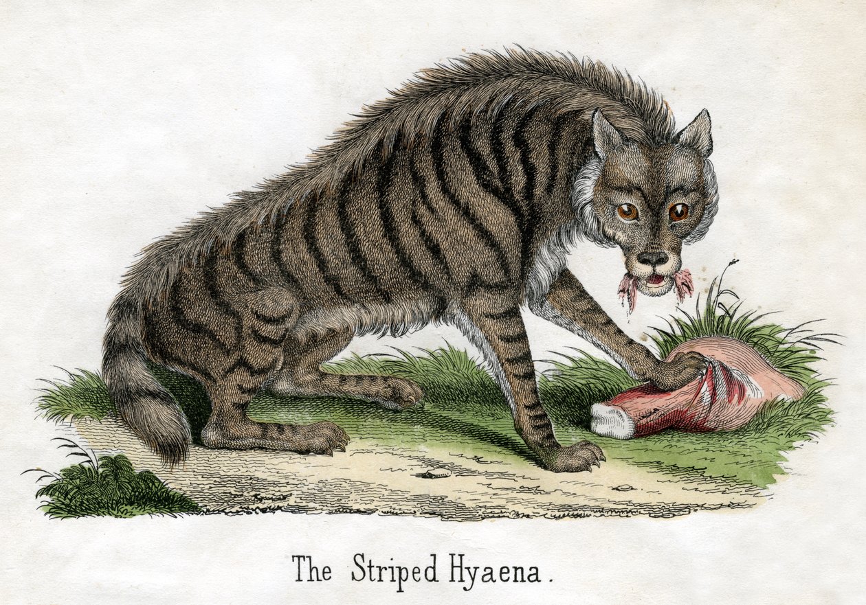 Gestreifte Hyäne, aus Die Naturgeschichte der Tiere von American School