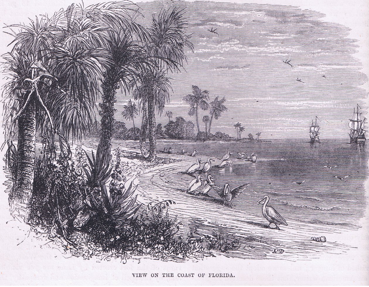 Ansicht der Küste von Florida, Illustration aus Cassell