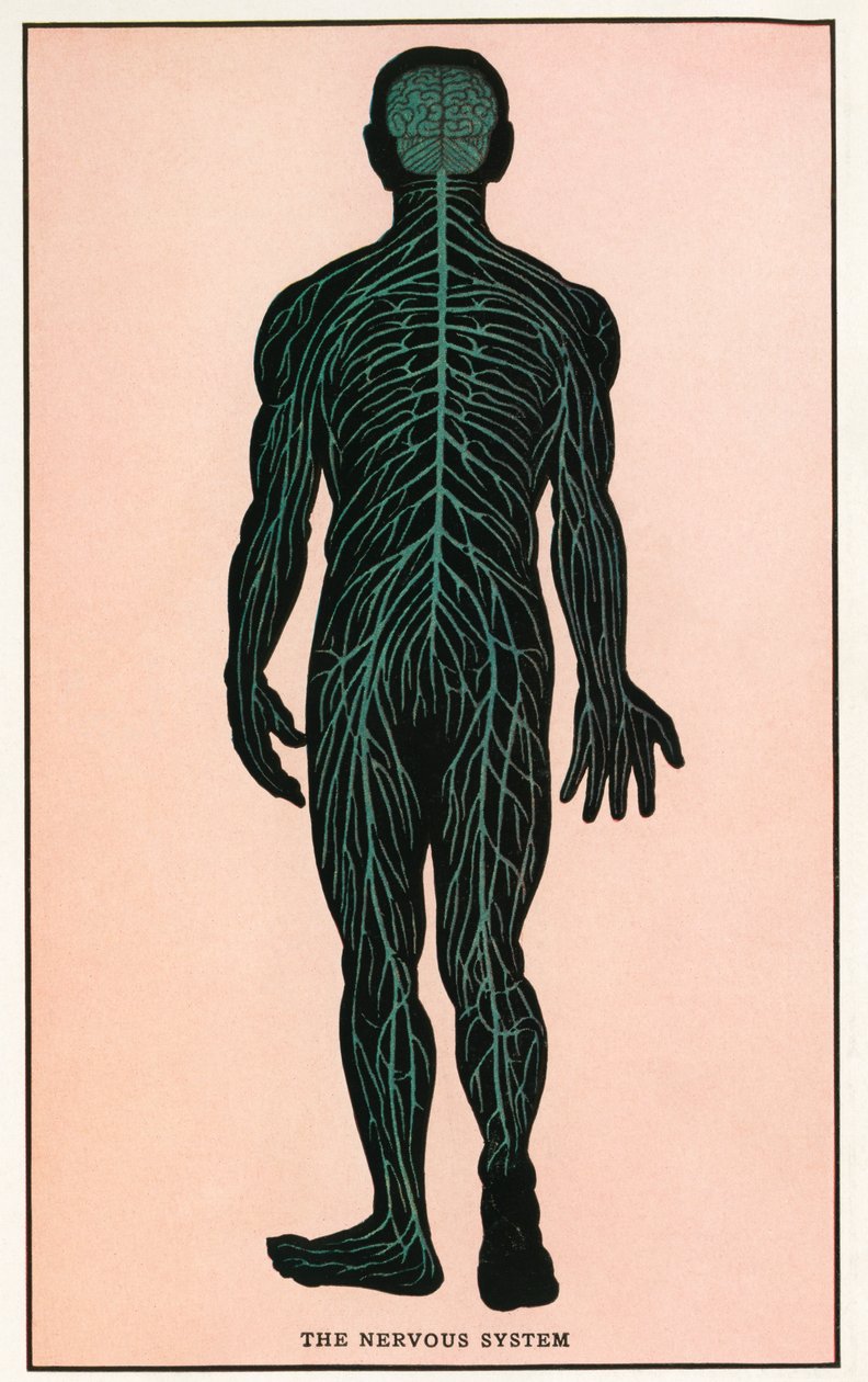 Vintage anatomischer Druck des menschlichen Nervensystems von American School