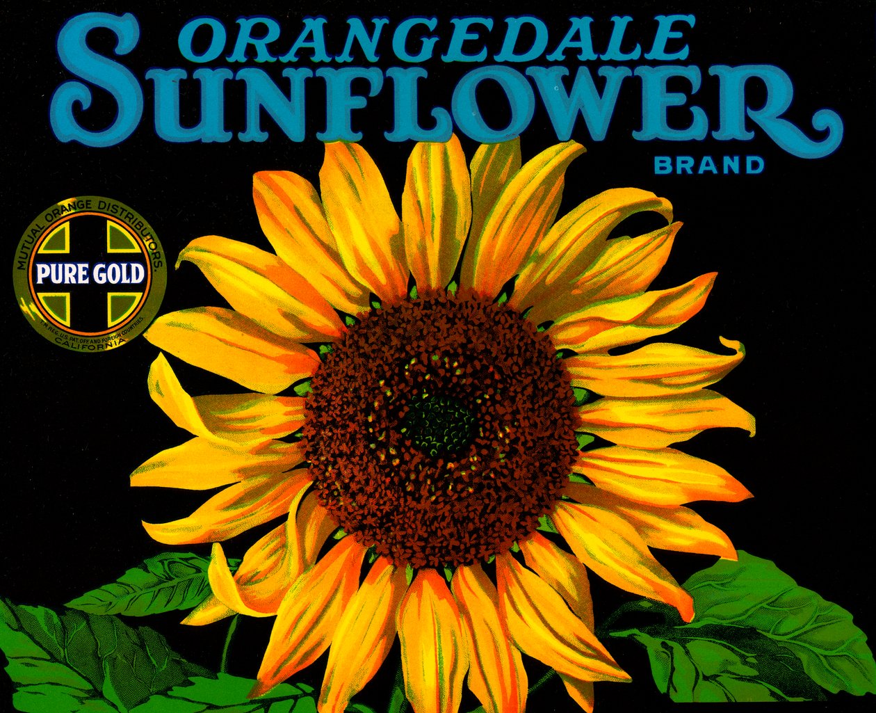 Vintage Sonnenblumen-Fruchtkistenetikett von American School