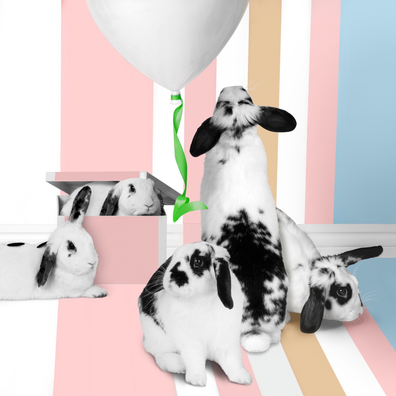 Bunnies 01, 2018 von Ana Carolina Tavares Mizrahi