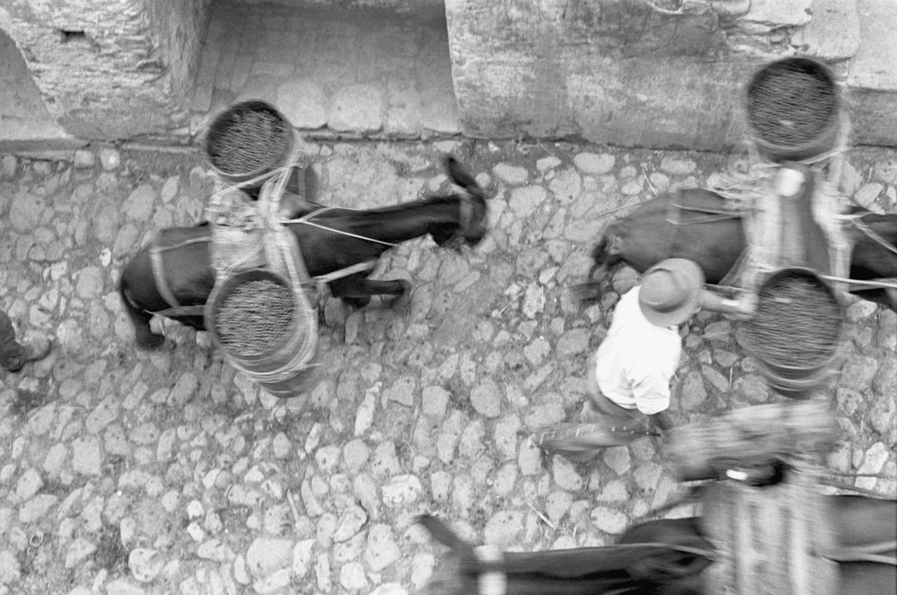 Esel transportieren Trauben, Melissa von Ando Gilardi