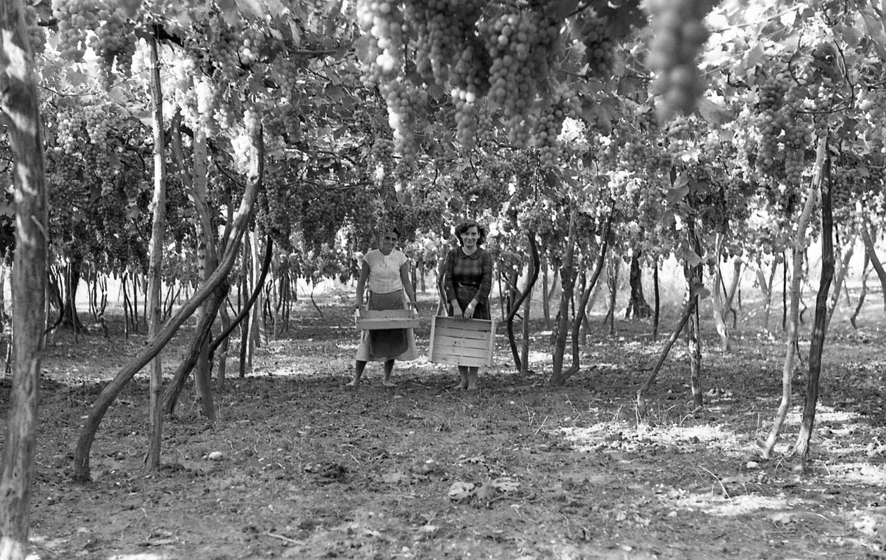 Bittere Trauben - Die Pergola vor der Ernte von Ando Gilardi