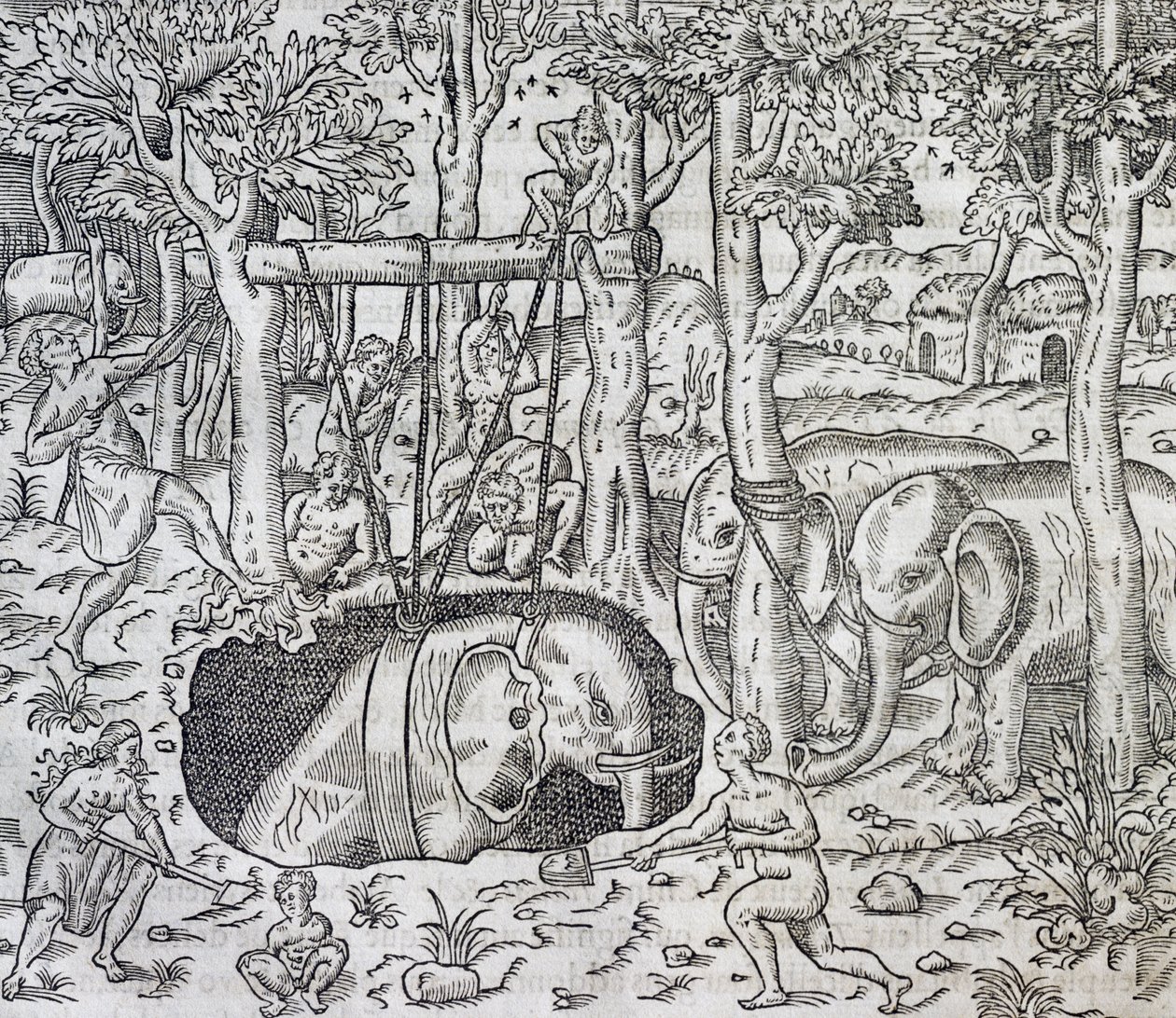 Elefantenjagd auf der Insel Java, Stich aus 