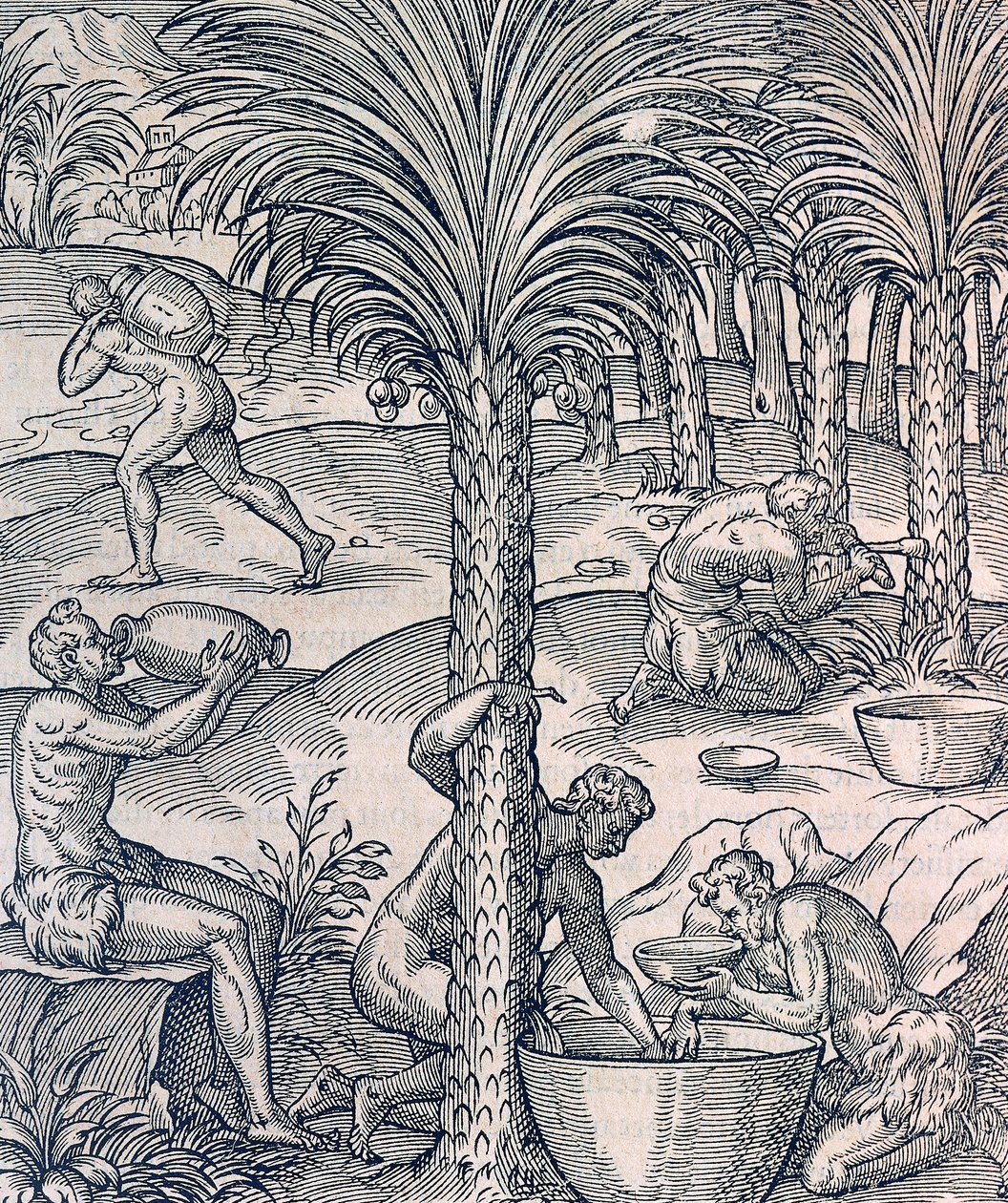 Einwohner von Kap Verde stellen Getränke aus Palmen her, Gravur aus der Universal Cosmology, von Andre Thevet von Andre Thevet