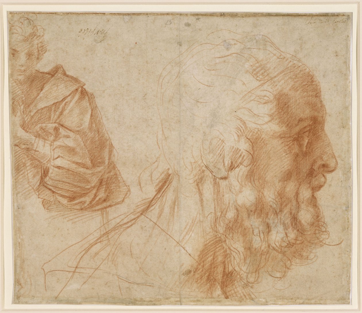 Studienblatt mit einem Jüngling und dem Kopf eines alten Mannes nach rechts (Homer?) von Andrea del Sarto