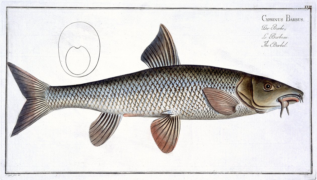 Barbe (Cyprinus Barbus) Tafel XVIII aus 