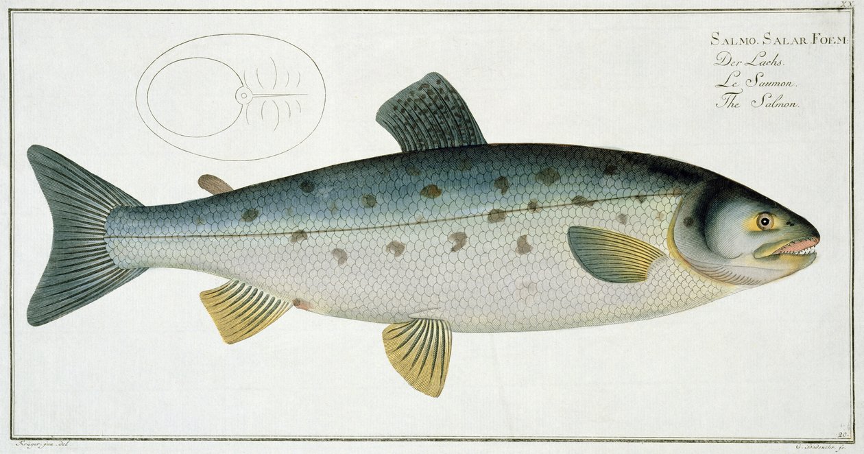 Lachs (Salmo Salar) Tafel XX aus 