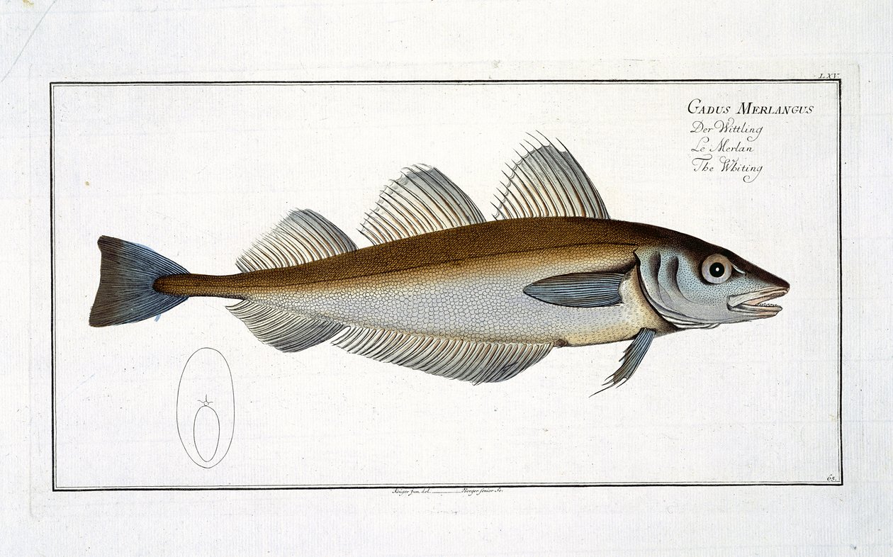Whiting (Gadus Merlangus) Tafel LXV aus 