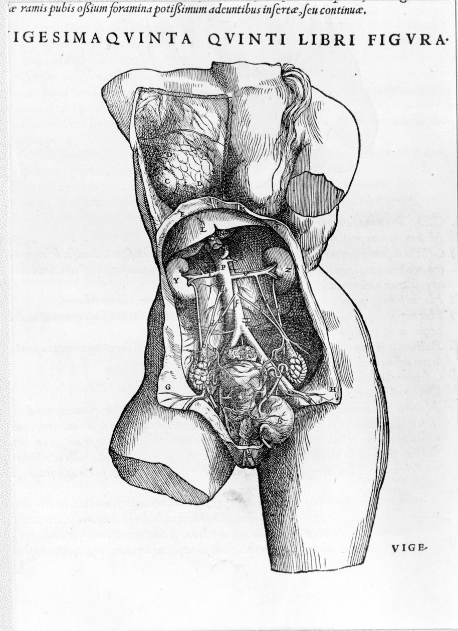 Tafel aus dem Traktat „De Humani Corporis Fabrica libri septem“ von André Vésale (1514-1564), niederländischer Anatom. Basel 1543. von Andreas Vesalius