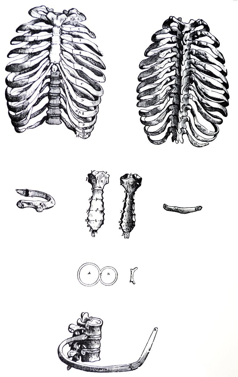 Die Tafeln aus dem ersten Buch der De Humani Corporis Fabrica von Andreas Vesalius