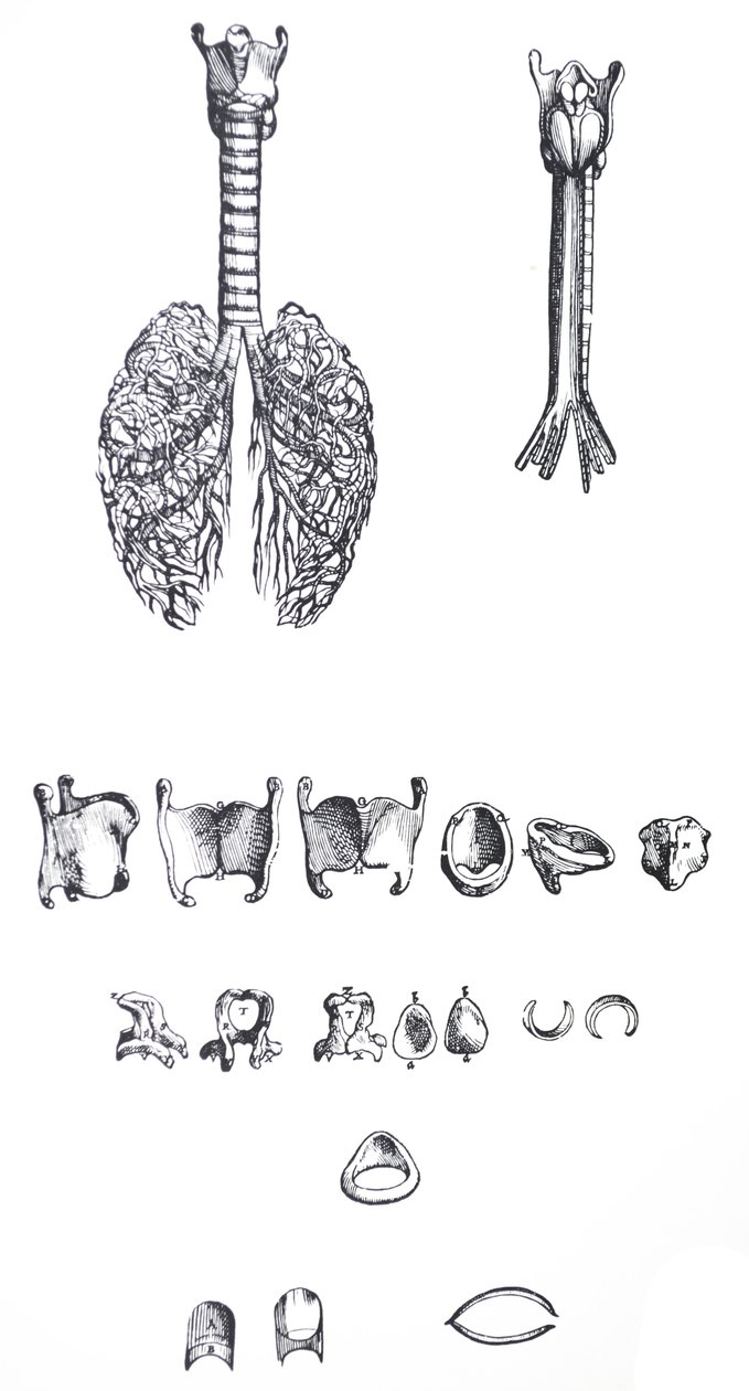 Die Tafeln aus dem ersten Buch der De Humani Corporis Fabrica von Andreas Vesalius