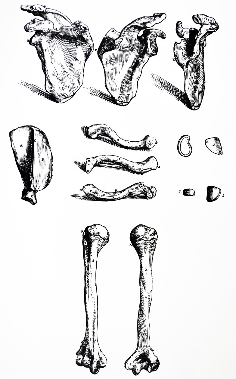 Die Platten aus dem ersten Buch der De Humani Corporis Fabrica von Andreas Vesalius