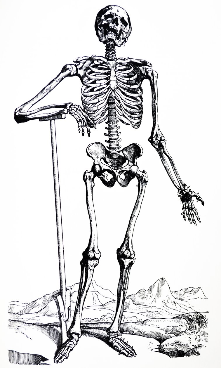 Die Tafeln aus dem ersten Buch der De Humani Corporis Fabrica von Andreas Vesalius