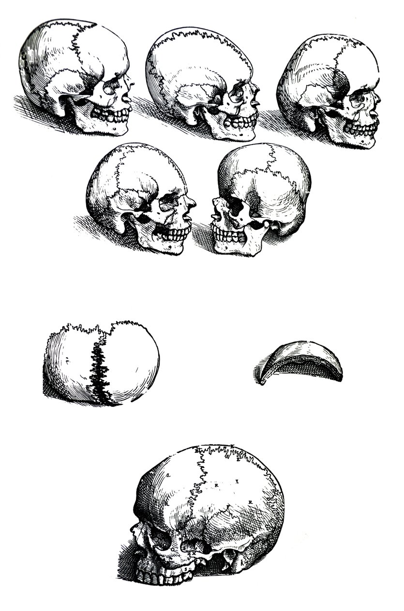 Die Tafeln aus dem ersten Buch der De Humani Corporis Fabrica von Andreas Vesalius (1514-1564) von Andreas Vesalius