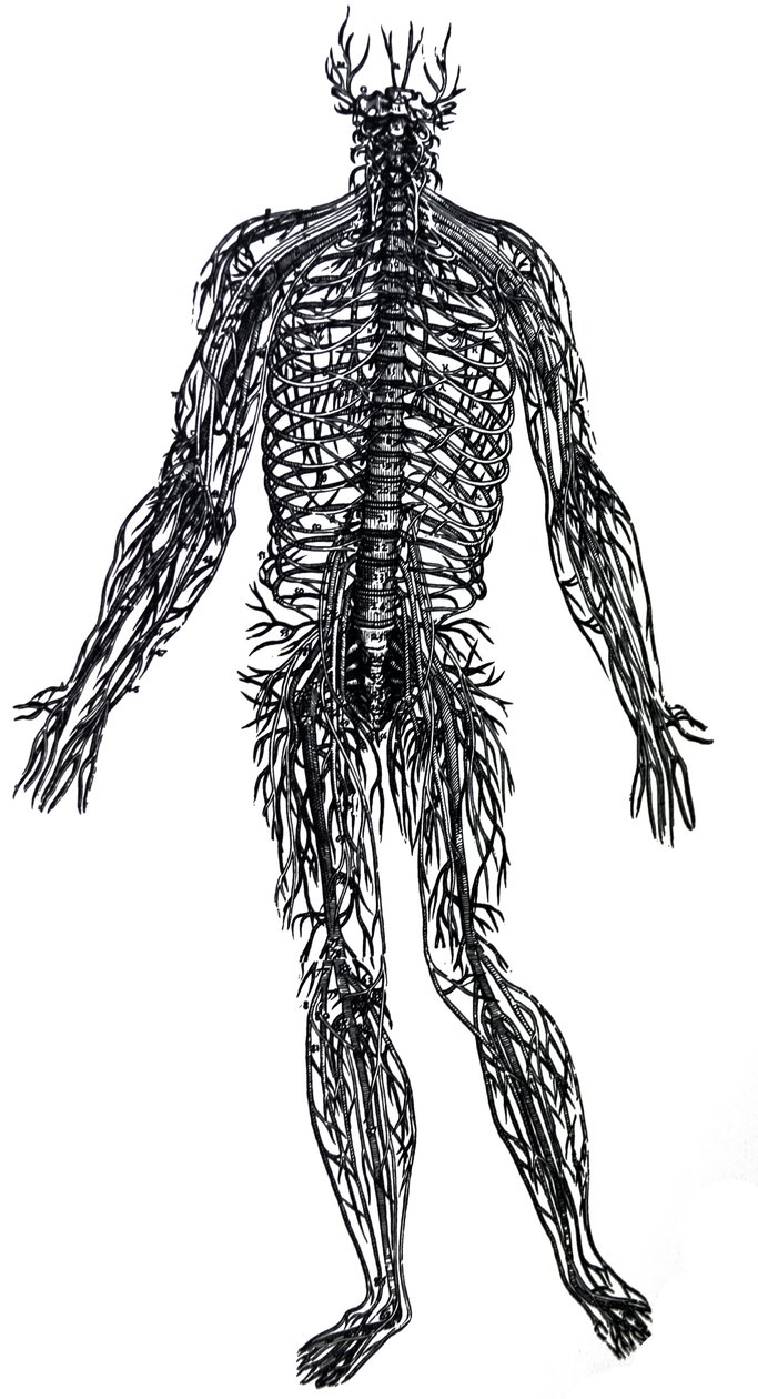Die Platten aus dem vierten Buch der De Humani Corporis Fabrica von Andreas Vesalius