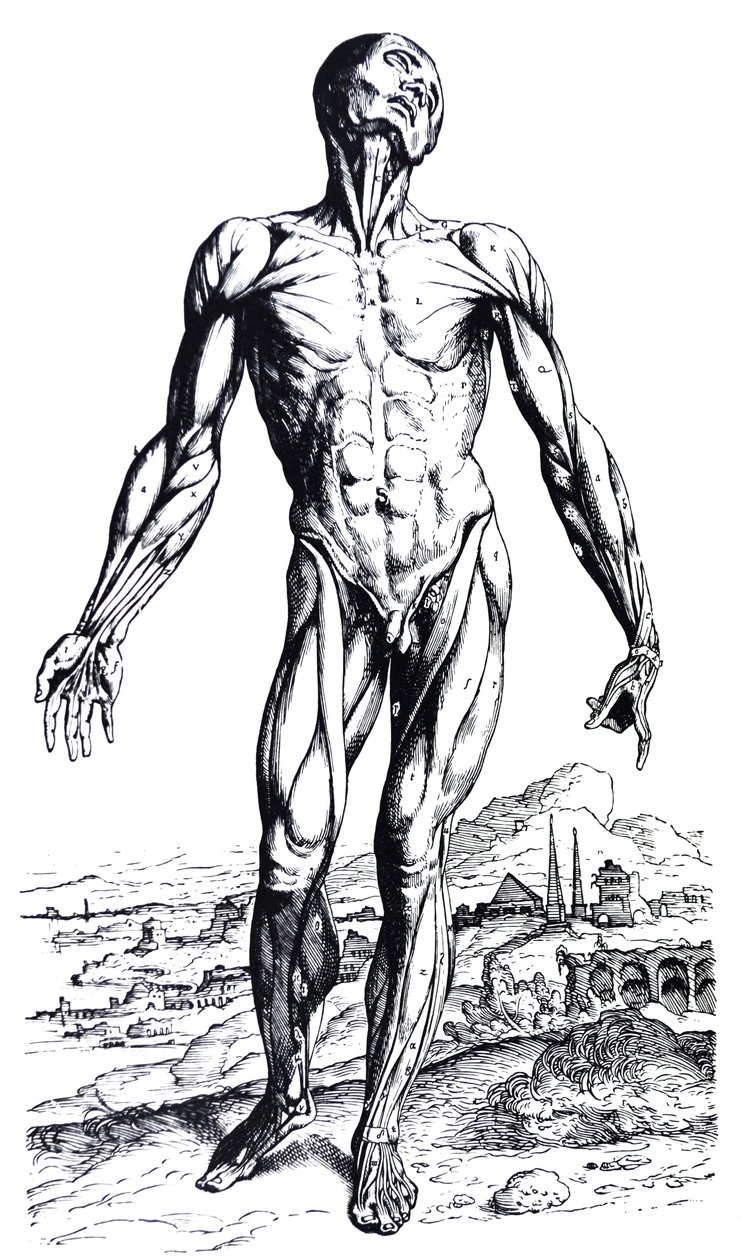 Die Platten aus dem zweiten Buch der De Humani Corporis Fabrica von Andreas Vesalius