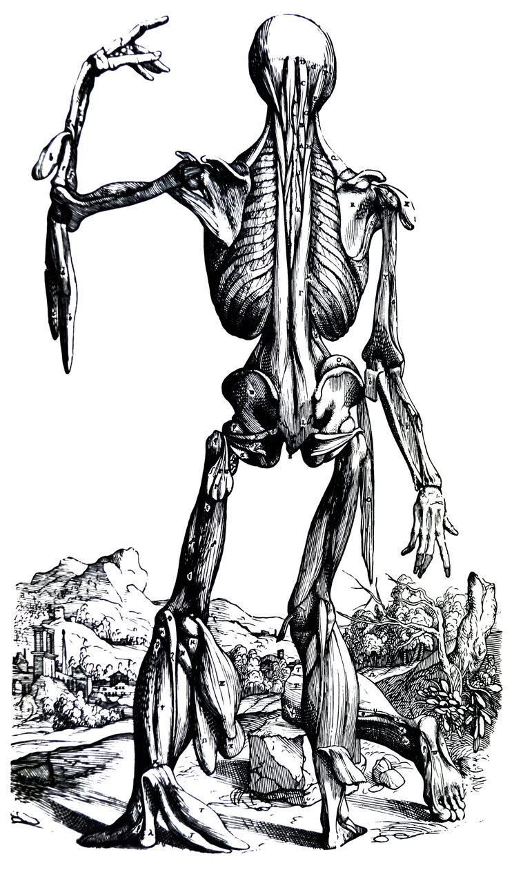 Die Tafeln aus dem zweiten Buch der De Humani Corporis Fabrica von Andreas Vesalius