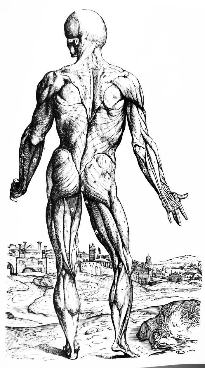 Die Platten aus dem zweiten Buch der De Humani Corporis Fabrica von Andreas Vesalius