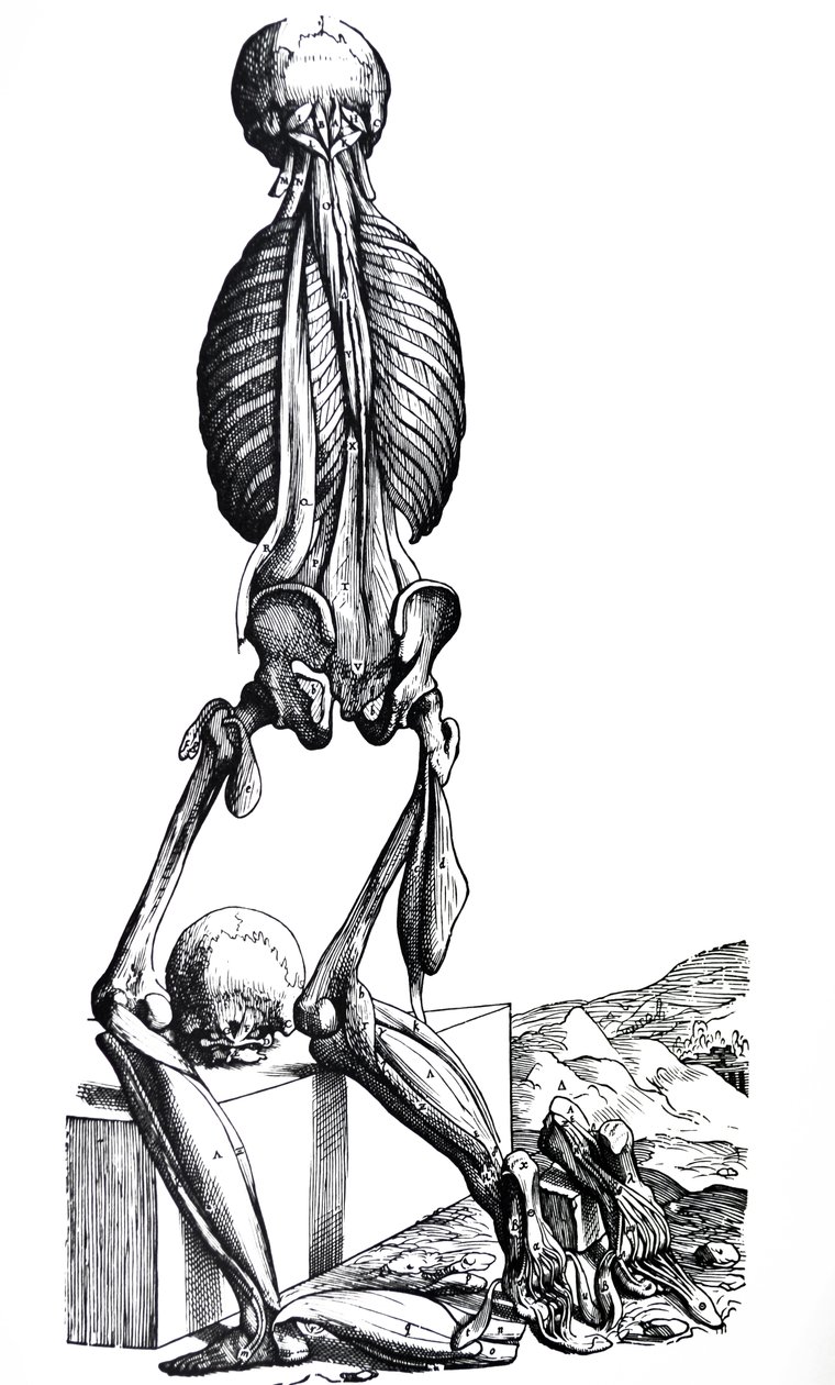 Die Platten aus dem zweiten Buch der De Humani Corporis Fabrica von Andreas Vesalius