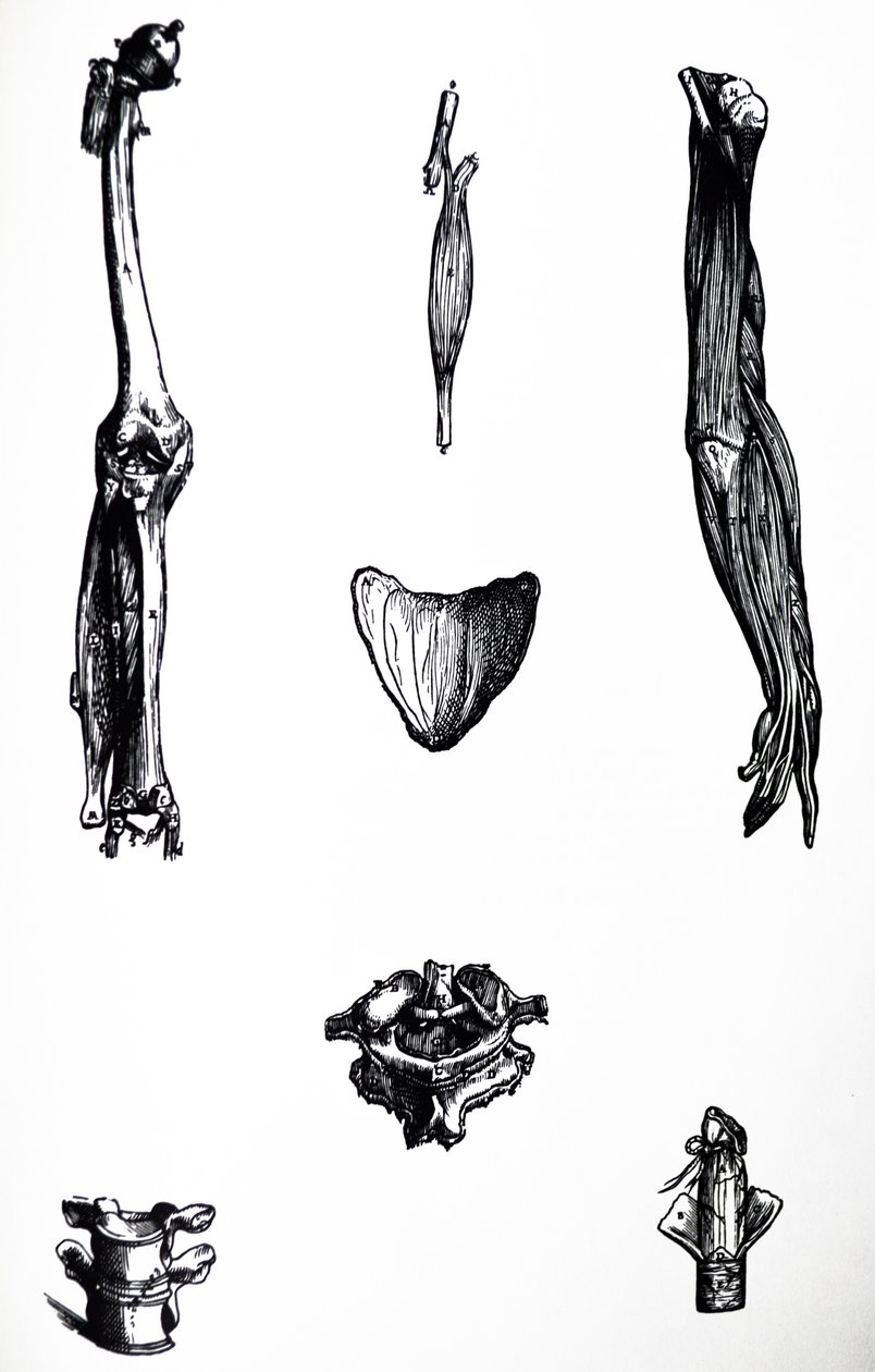 Die Tafeln aus dem zweiten Buch der De Humani Corporis Fabrica von Andreas Vesalius