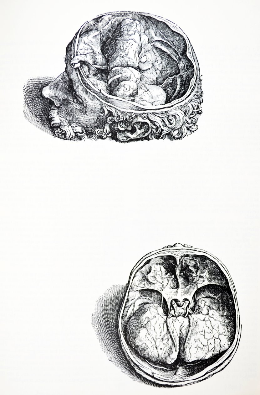 Die Platten aus dem siebten Buch der De Humani Corporis Fabrica von Andreas Vesalius