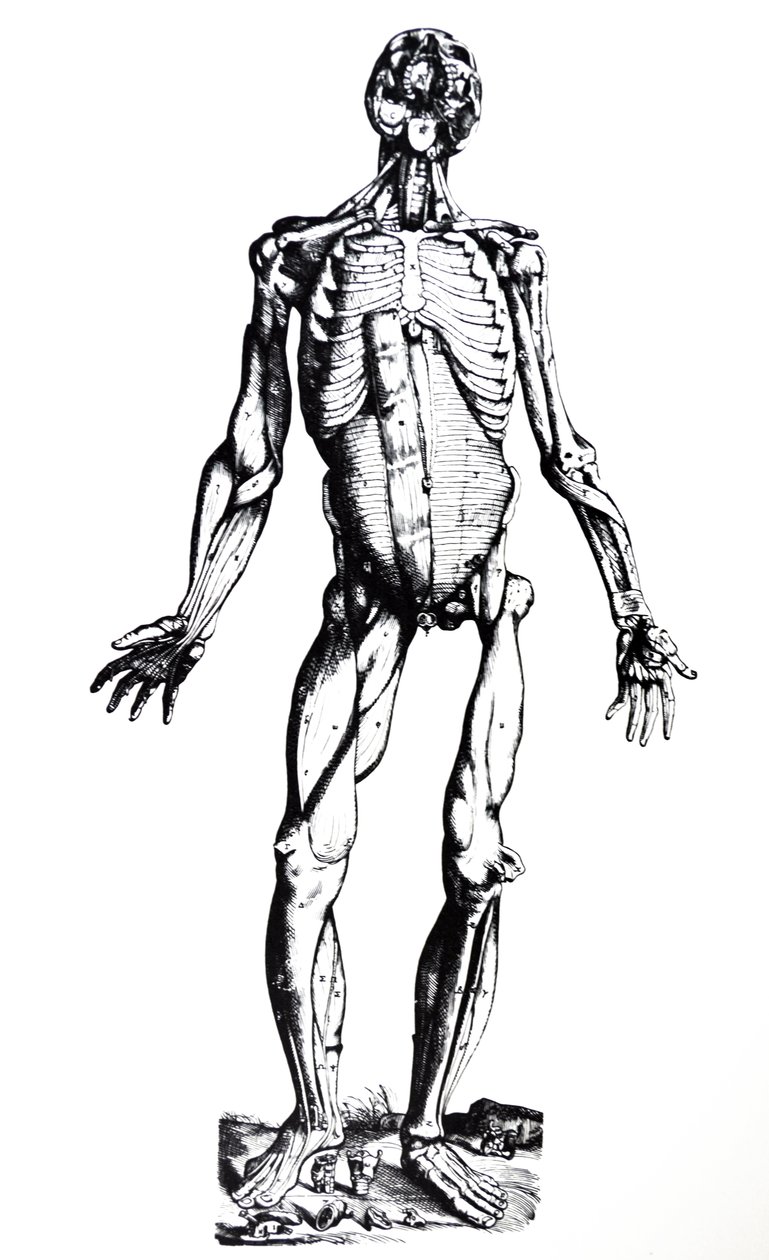 Die Platten aus dem siebten Buch der De Humani Corporis Fabrica von Andreas Vesalius