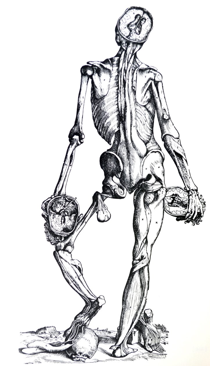 Die Platten aus dem siebten Buch der De Humani Corporis Fabrica von Andreas Vesalius