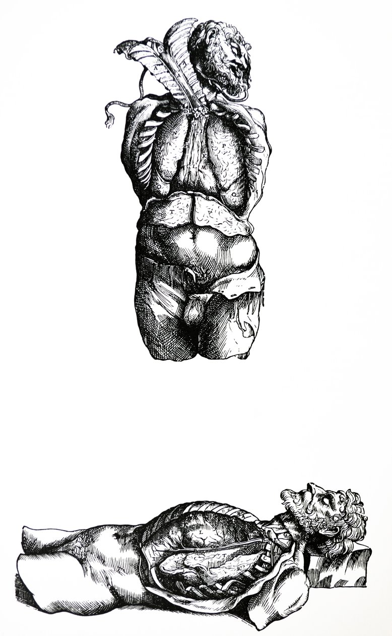 Die Tafeln aus dem sechsten Buch der De Humani Corporis Fabrica von Andreas Vesalius