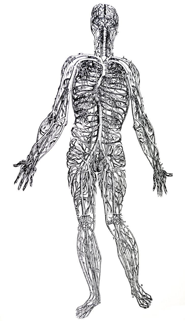 Die Platten aus dem dritten Buch der De Humani Corporis Fabrica von Andreas Vesalius