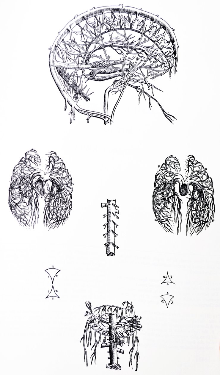 Die Tafeln aus dem dritten Buch der De Humani Corporis Fabrica von Andreas Vesalius
