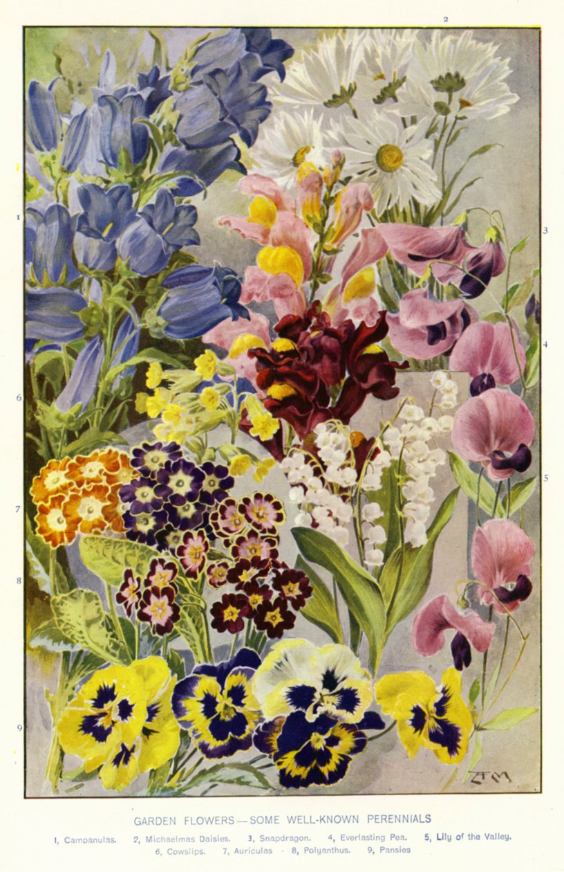 Gartenblumen, einige bekannte Stauden von Angelo Fairfax Muckley