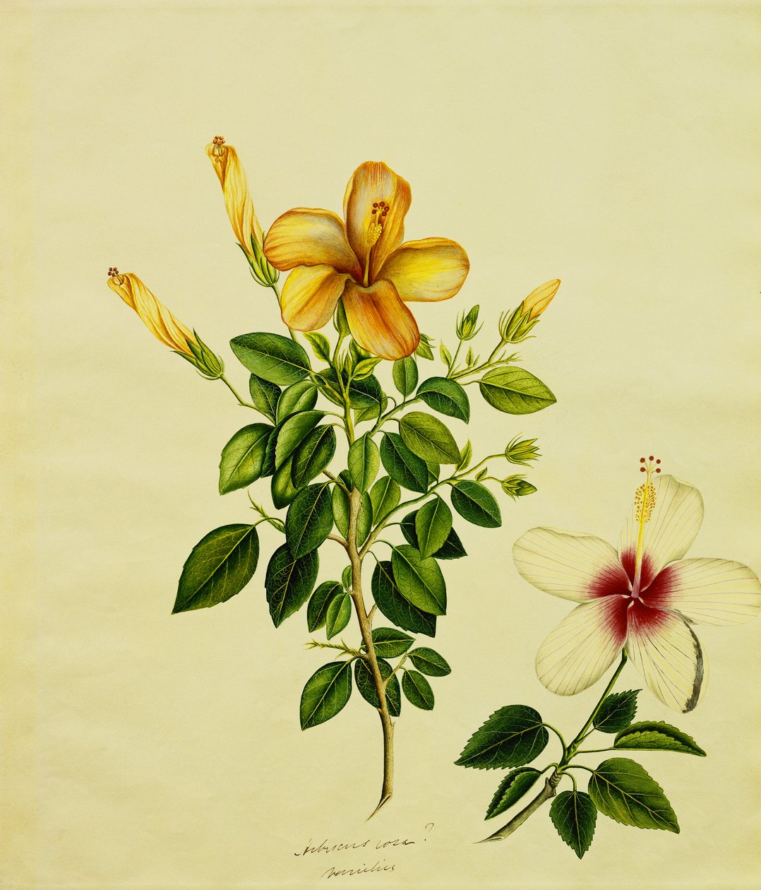 Studien von Hibiskus, einer Aloe und anderen, um 1840 von Anglo-Indian School