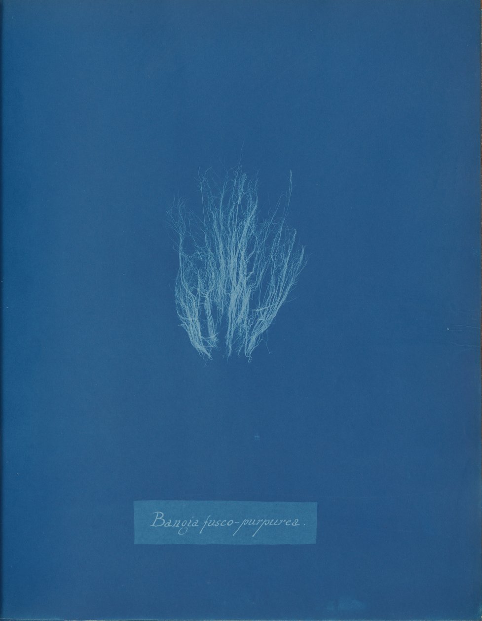 Bangia fusco-purpurea, ca. 1853 von Anna Atkins