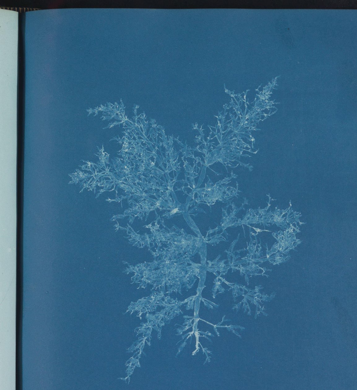 Chylocladia kaliformis von Anna Atkins
