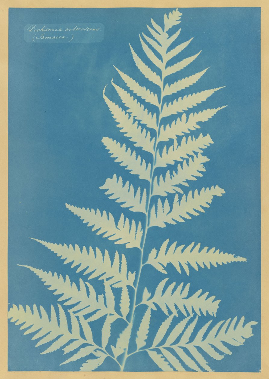 Dicksonia arborescens, Jamaika von Anna Atkins
