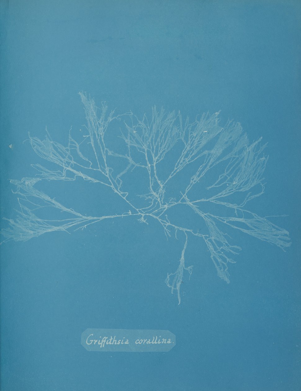 Griffithsia corallina von Anna Atkins