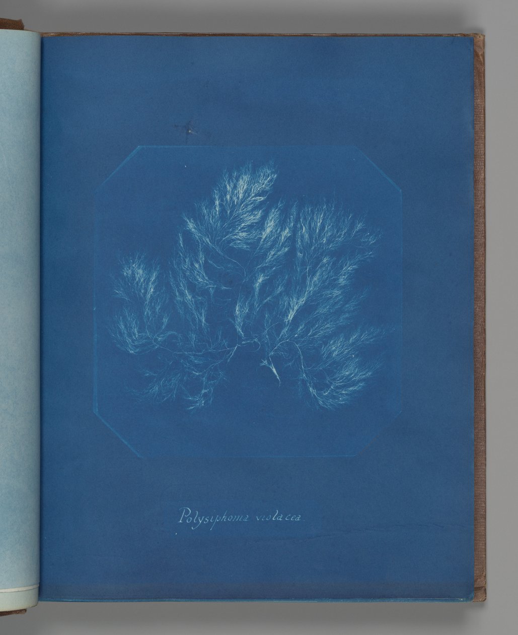 Polysiphonia violacea von Anna Atkins